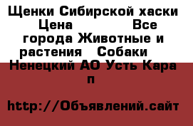 Щенки Сибирской хаски › Цена ­ 18 000 - Все города Животные и растения » Собаки   . Ненецкий АО,Усть-Кара п.